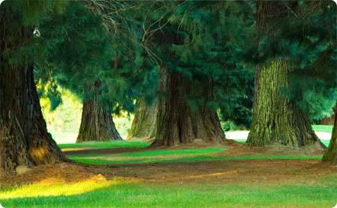 your path