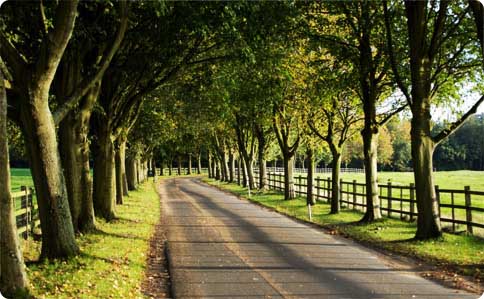 your path